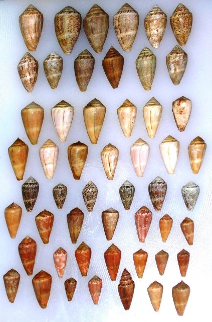 conferma Conus vayssierei